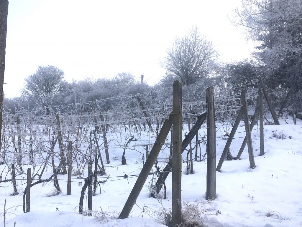 januar vo vinici