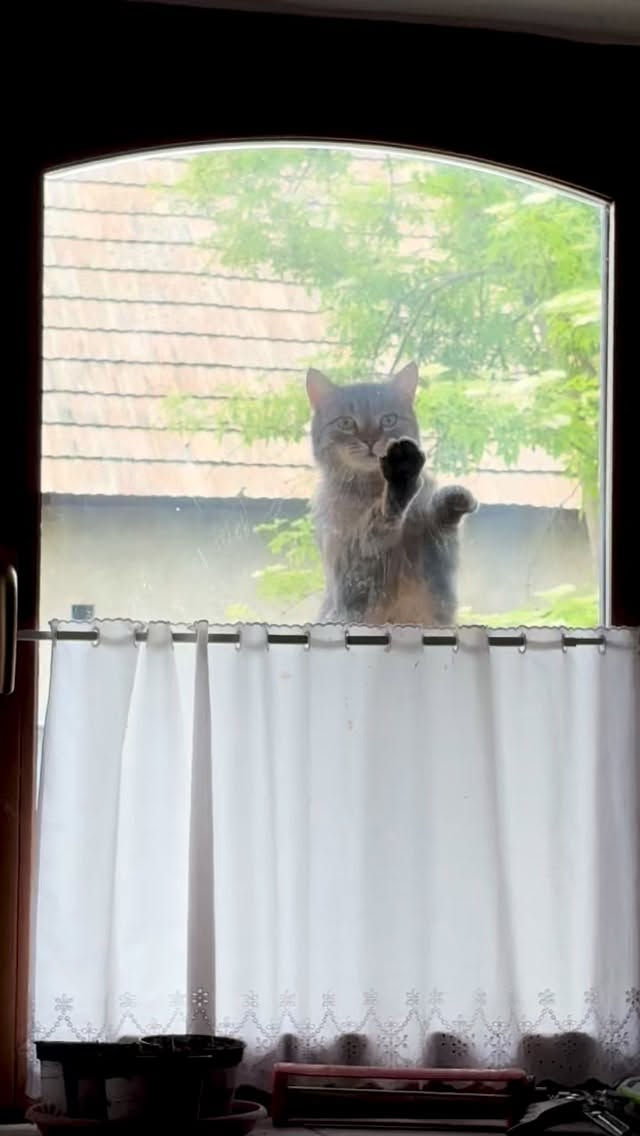 Murči a jej hobby. Ostatné naše mačky sa oprú o rám a na krajíčku okna alebo sediac na parapete trpezlivo čakajú. Táto nie. Darmo je okno vedľa otvorené 🤷‍♀️

Aj tak musím aspoň raz za hodinu vstať a ponaťahovať kosti.

V práci samé pikošky, napríklad nové usmernenie úradu o newsletteroch a osobných údajoch. Dám do storky.

Do záhrady som sa dnes dostala až večer. Plieť s baterkou v ruke má svoje čaro 🔦🫡

#worklife #balance #mačky #cats #homeoffice