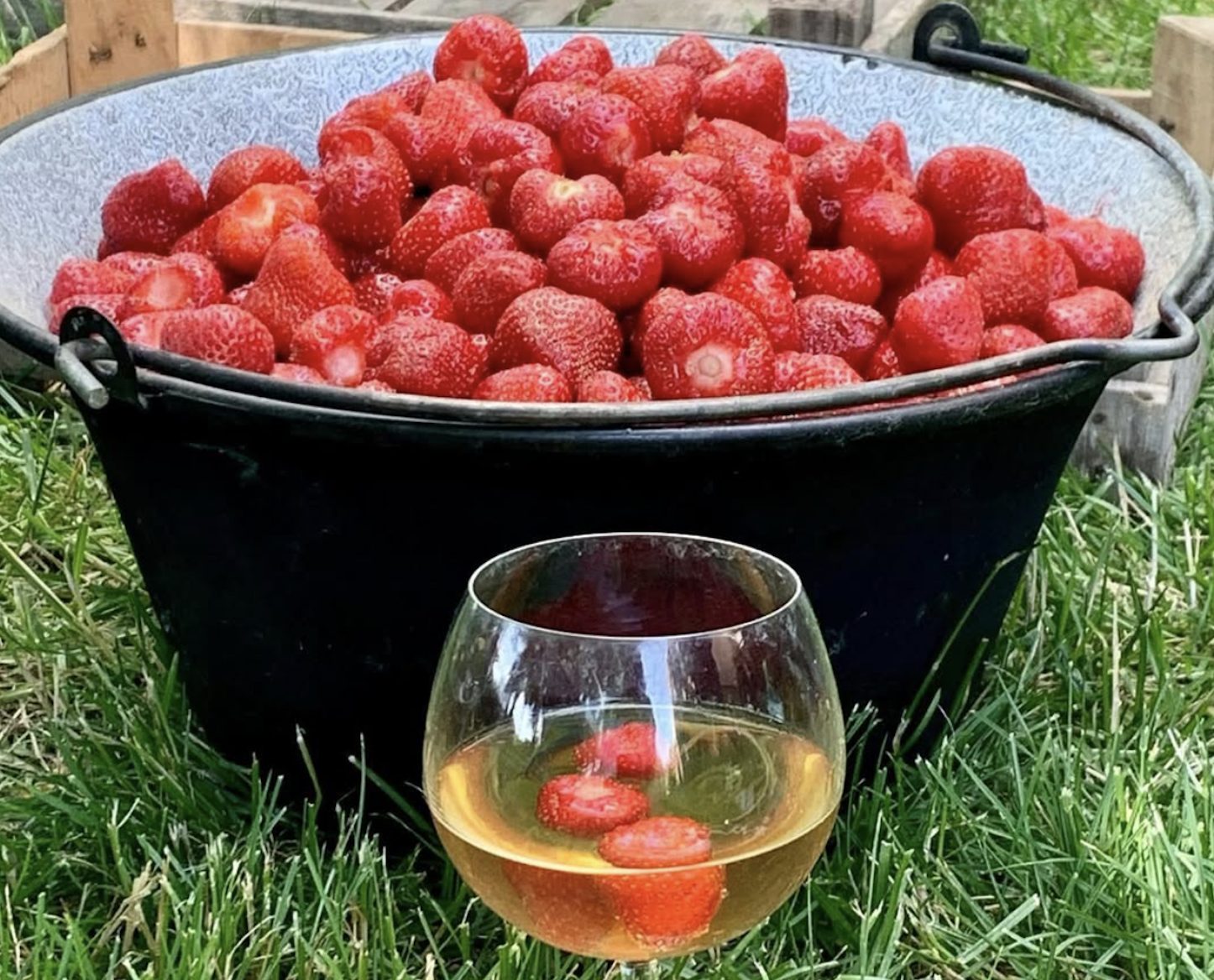 Lex Electuarioum. Zákon ovocia, ohňa a času